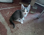 Кошки в Краснодаре: Котята в добрые руки  Мальчик, Бесплатно - фото 1