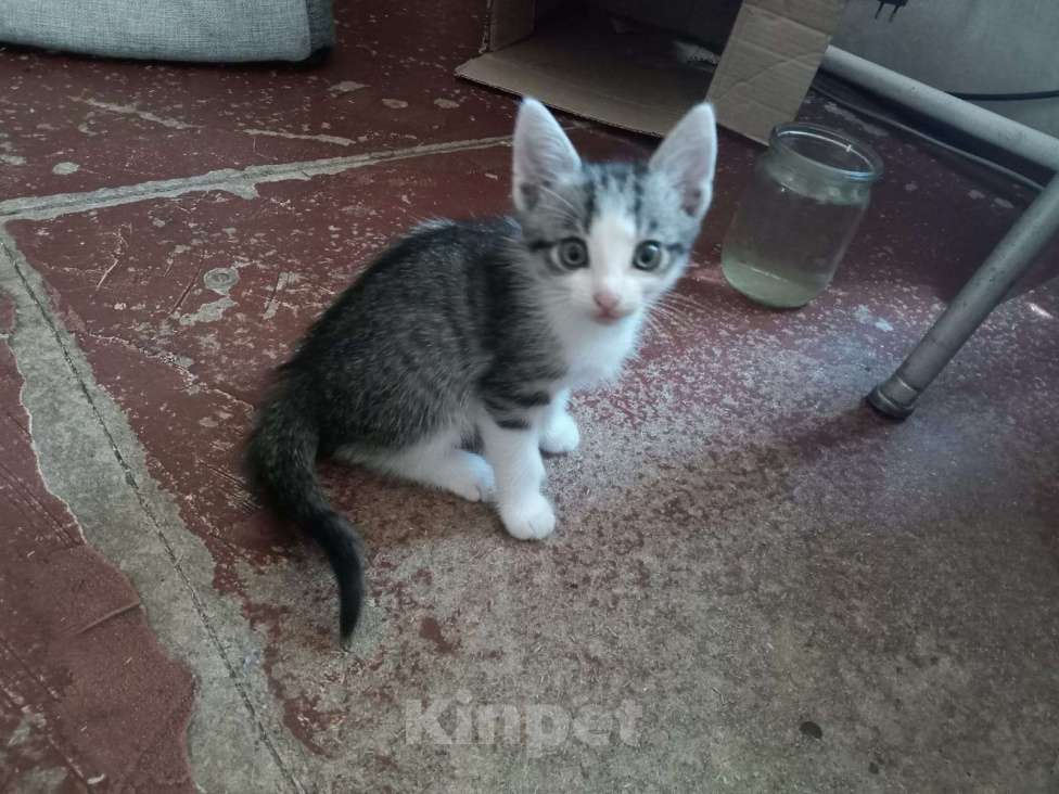 Кошки в Краснодаре: Котята в добрые руки  Мальчик, Бесплатно - фото 1