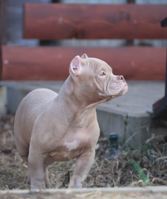 Собаки в Волгодонске: Американский булли Мальчик, 30 000 руб. - фото 3