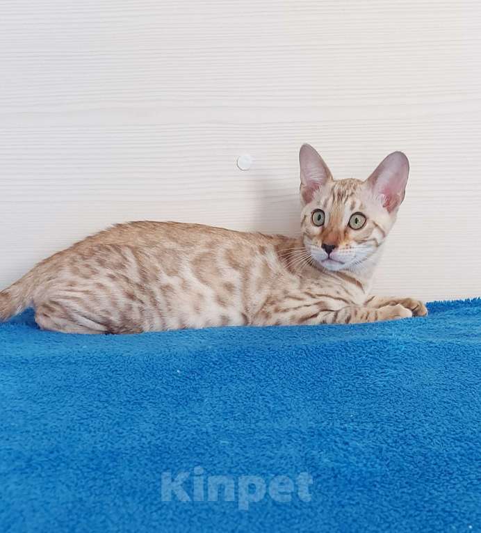 Кошки в Москве: Бенгальский котенок Девочка, 35 000 руб. - фото 5