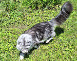 Кошки в Королеве: Котенок помета А; Мейн Кун, Айсберг. Мальчик, 45 000 руб. - фото 5