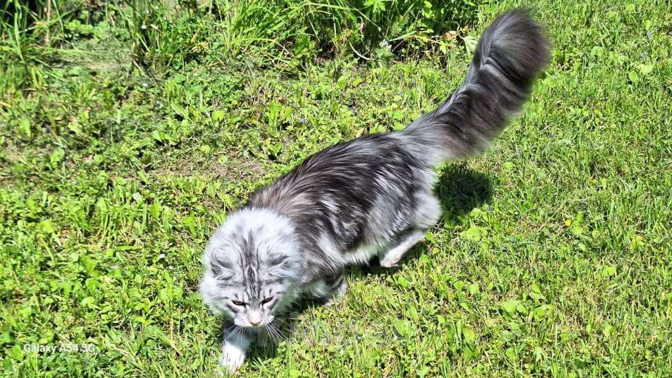 Кошки в Королеве: Котенок помета А; Мейн Кун, Айсберг. Мальчик, 25 000 руб. - фото 4