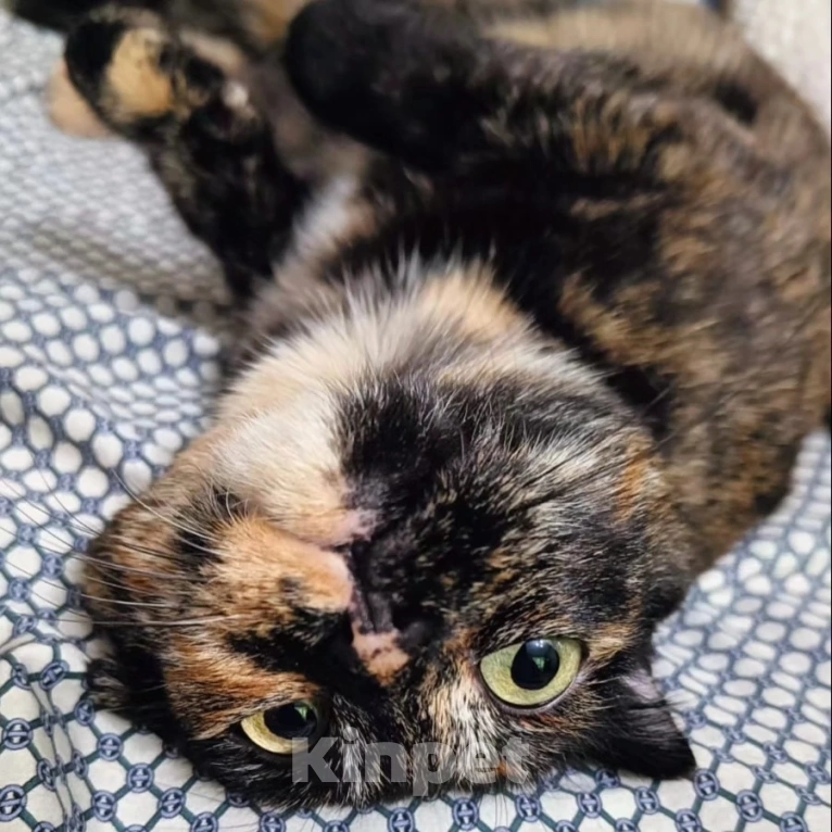 Кошки в Москве: Кошечка Счастье Девочка, Бесплатно - фото 5