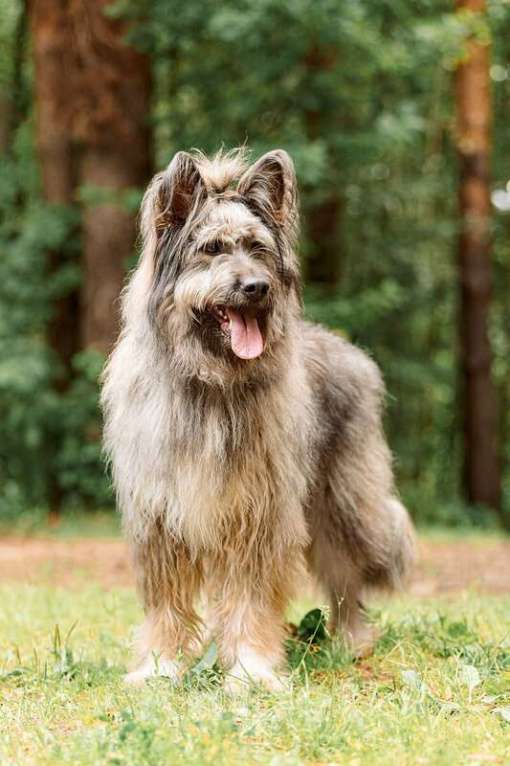 Собаки в Москве: Красивая собака в добрые руки. Девочка, Бесплатно - фото 5