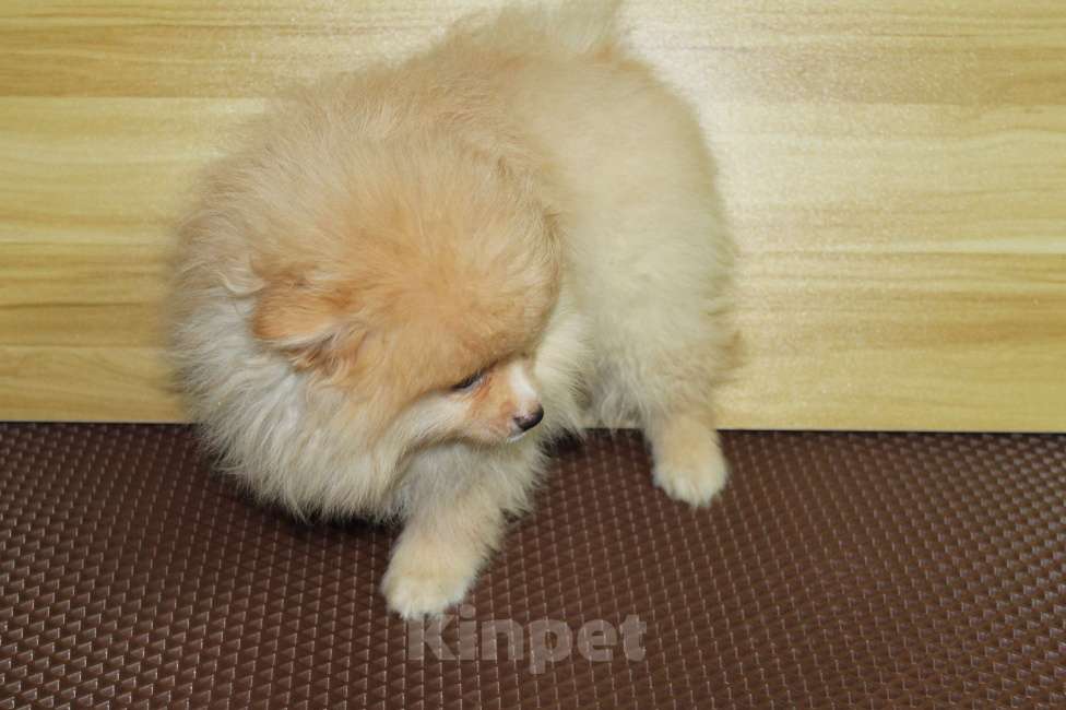 Собаки в Брянске: Продаётся кобель немецкого шпица Мальчик, 20 000 руб. - фото 2