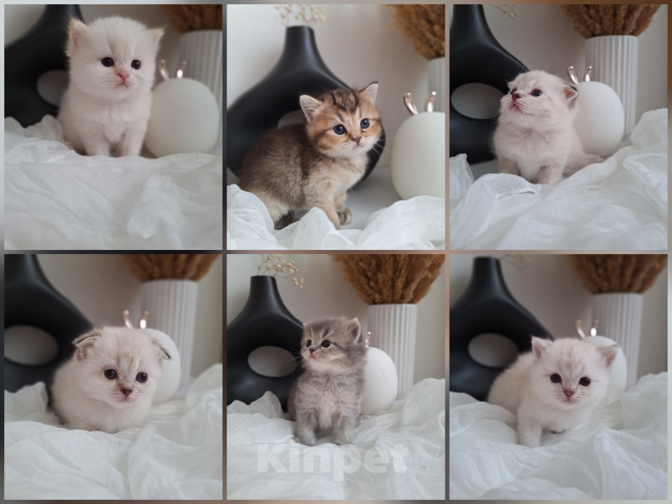 Кошки в Вологде: Шотландские котята Разнополые, 10 000 руб. - фото 1