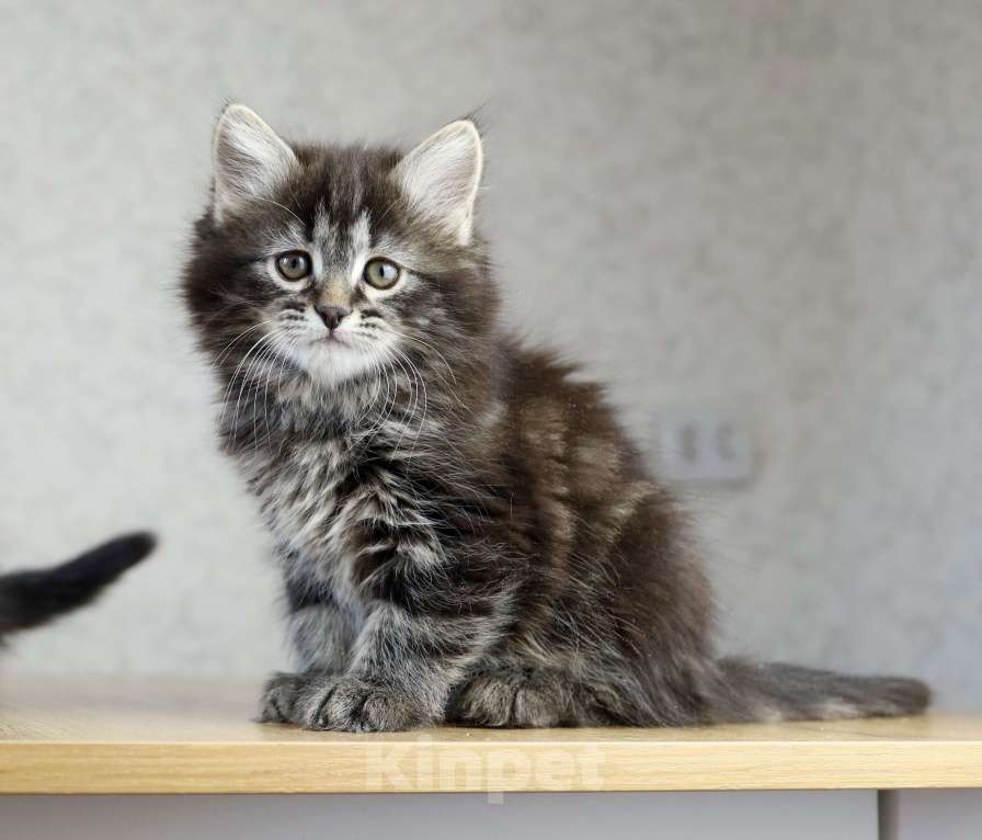 Кошки в Новосибирске: Сибирский котенок Девочка, 90 000 руб. - фото 1