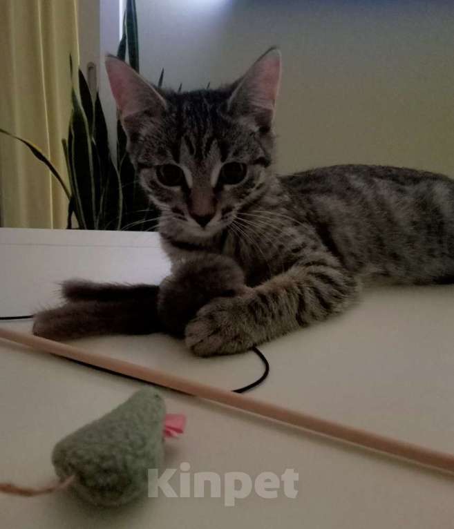 Кошки в Москве: Котенок Сима ищет дом и самых лучших хозяев Девочка, Бесплатно - фото 3