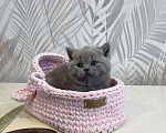 Кошки в Санкт-Петербурге: Британская голубая девочка Девочка, 40 000 руб. - фото 3