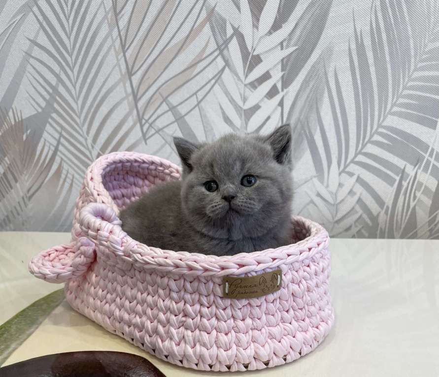 Кошки в Санкт-Петербурге: Британская голубая девочка Девочка, 40 000 руб. - фото 3