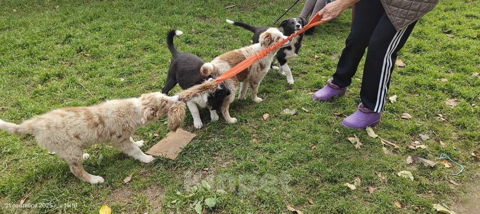 Собаки в Новосибирске: Премиальные щенки Бордер Колли от титулованных родителей  Девочка, Бесплатно - фото 5
