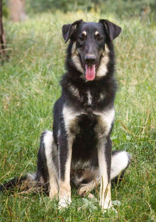 Собаки в Раменском: Лучший друг для детей Мальчик, Бесплатно - фото 4