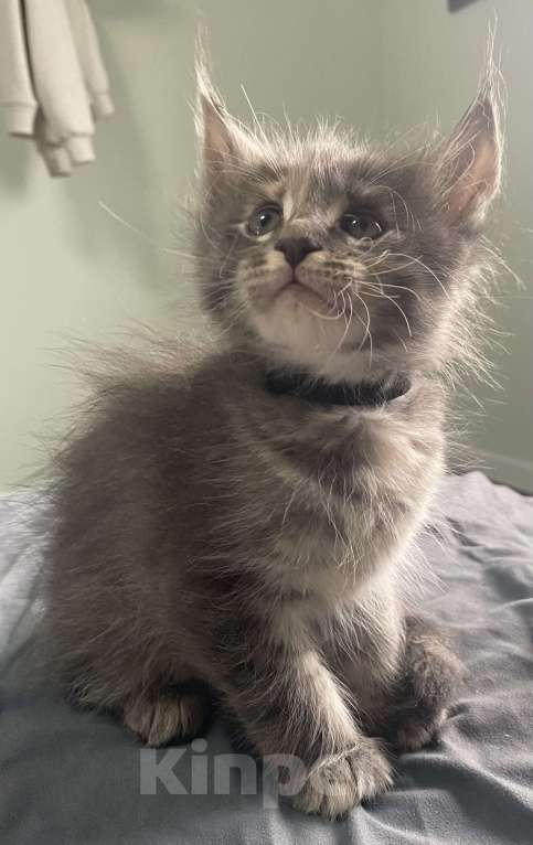 Кошки в других городах Московской области: Замечательная девочка-черепашка Девочка, 12 000 руб. - фото 1