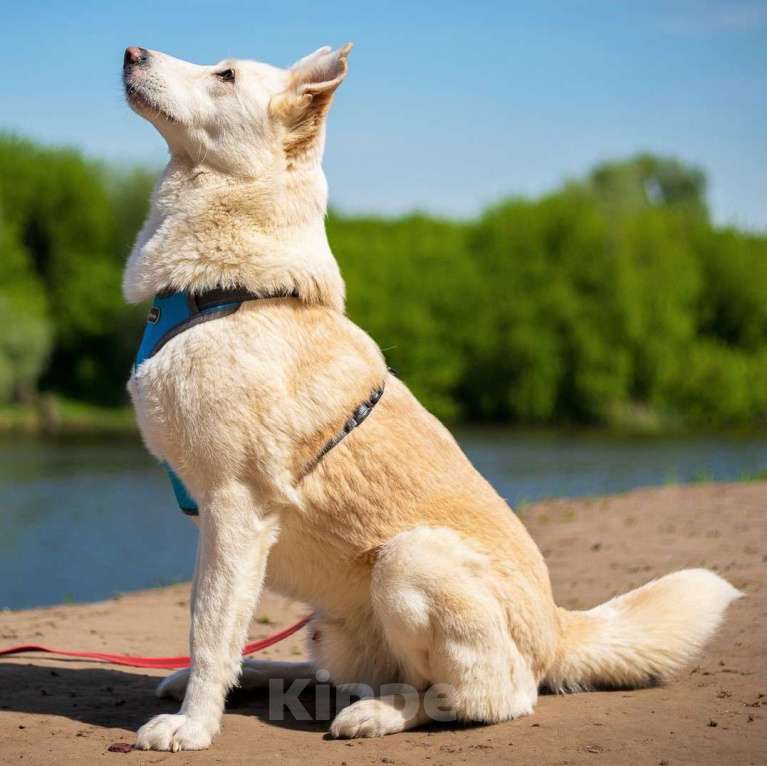 Собаки в Москве: Алмаз Мальчик, Бесплатно - фото 3