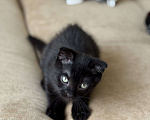 Кошки в Саратове: Котёнок вислоухий  Мальчик, Бесплатно - фото 3