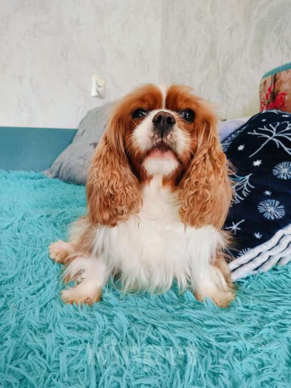 Собаки в Воронеже: Девочка окраса бленхейм Девочка, 50 000 руб. - фото 2