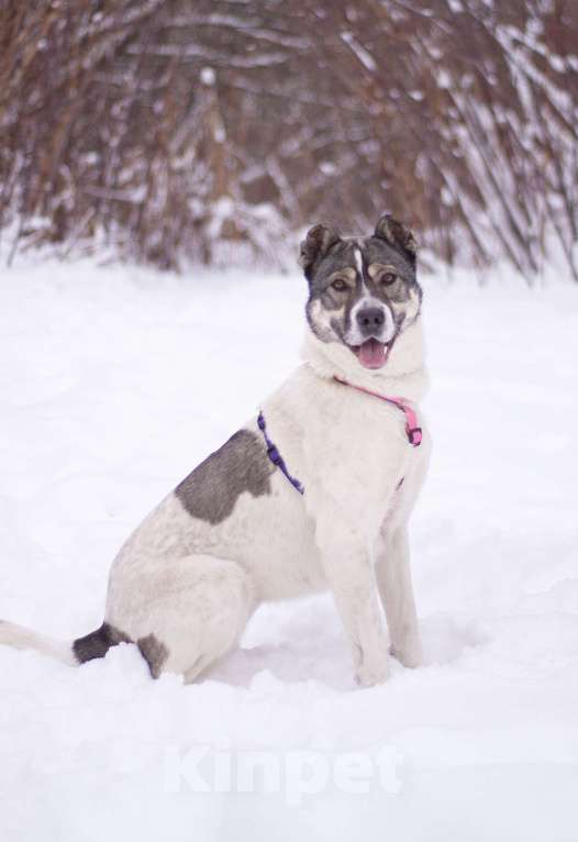 Собаки в Москве: Не алабай, а очень ласковая кошечка Юта в поисках семьи Девочка, Бесплатно - фото 6