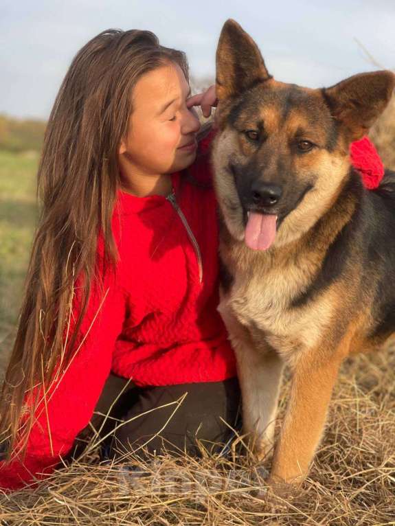 Собаки в Владимире: Собака в добрые руки  Девочка, Бесплатно - фото 5