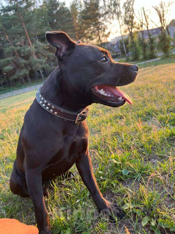 Собаки в Смоленске: ПОТЕРЯЛАСЬ СОБАКА Девочка, 10 000 руб. - фото 1