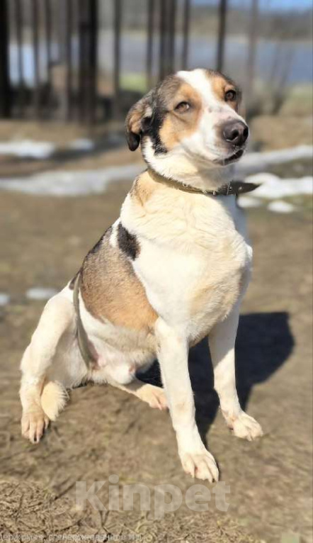 Собаки в Королеве: Обаятельный Дрейк ищет своего человека Мальчик, Бесплатно - фото 6