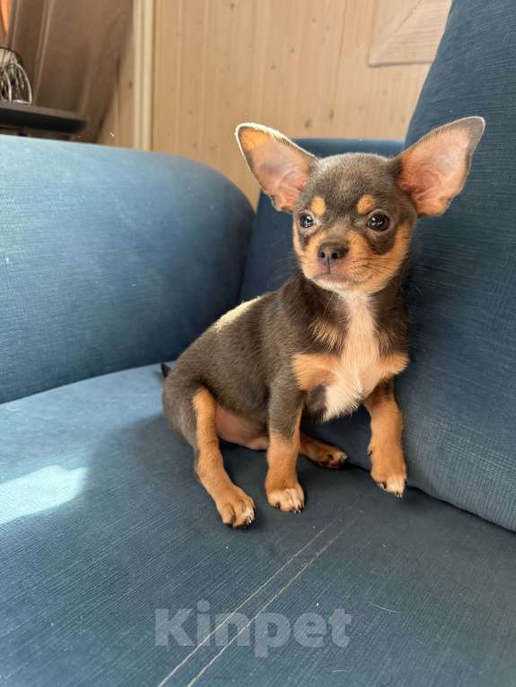 Собаки в других городах Московской области: Мальчик чихуахуа лиловый  Мальчик, 30 000 руб. - фото 3