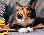 Кошки в Москве: Маленькая Мия, разноцветный котенок в добрые руки.. Девочка, Бесплатно - фото 3