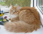 Кошки в Ливны: Сибирские рыжие котята, 9 999 руб. - фото 5