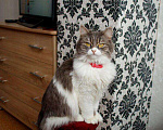 Кошки в Усинске: Шотландская кошка, 10 руб. - фото 1
