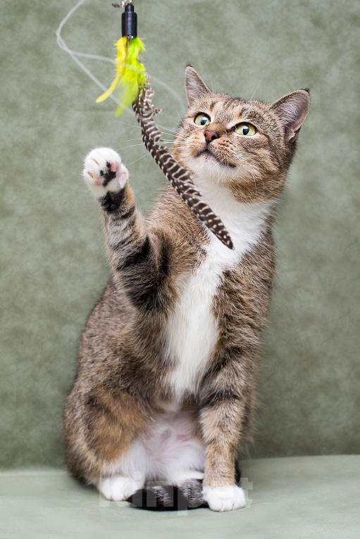 Кошки в Москве: Лета найдет дом до лета?  Девочка, Бесплатно - фото 2