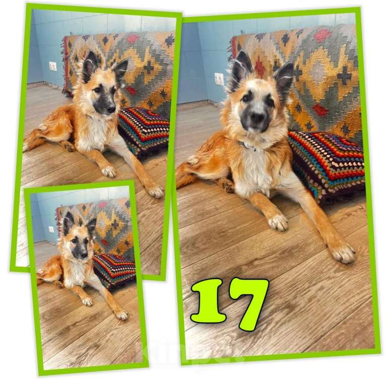 Собаки в Москве: Щенок Микки Мальчик, Бесплатно - фото 6