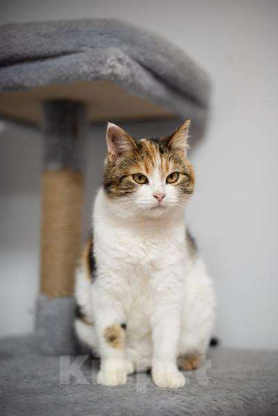 Кошки в Москве: Необычная красавица Летти в добрые руки. Девочка, Бесплатно - фото 3