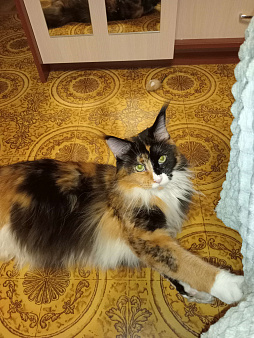 Кошка породы мей-кун