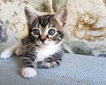 Кошки в Санкт-Петербурге: Котенок ищет свой дом Девочка, 100 руб. - фото 3