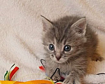 Кошки в Чехове: Котенок Сильва,модель не известна,год выпуска 2024 Девочка, 100 руб. - фото 2