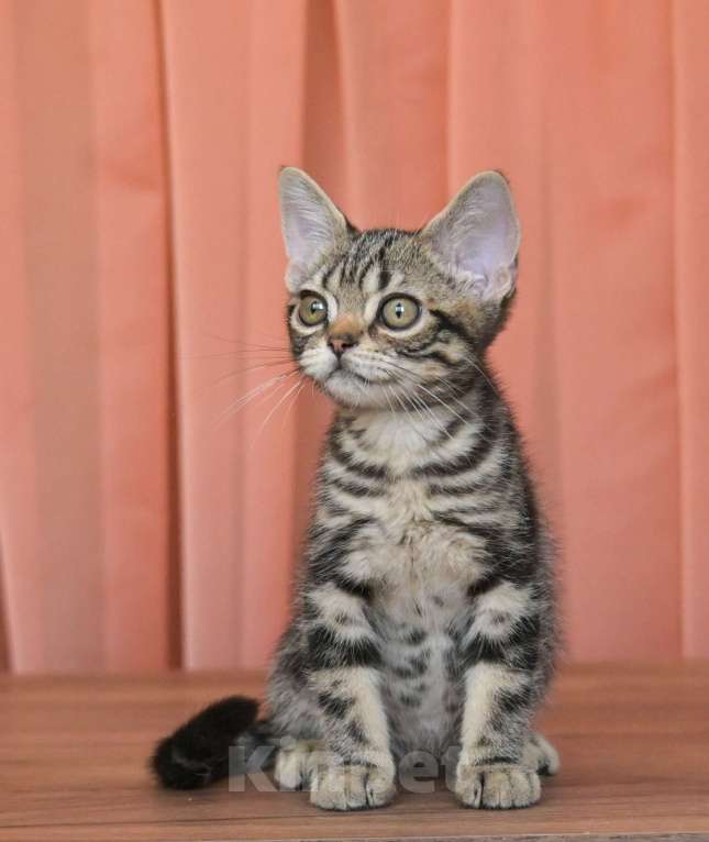 Кошки в Москве: Котенок Американской короткошерстной породы Мальчик, 75 000 руб. - фото 7