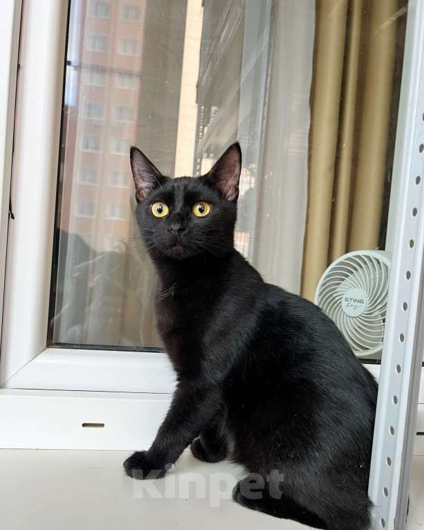 Кошки в Москве: Котенок Марсик источник оптимизма в добрые руки Мальчик, Бесплатно - фото 3