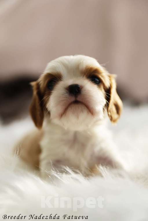 Собаки в Рязани: Щенок Кавалер кинг чарльз спаниель Мальчик, Бесплатно - фото 3