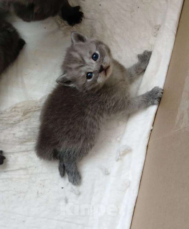 Кошки в Ростове-на-Дону: Шотландские вислоухие Разнополые, 15 000 руб. - фото 2