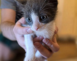 Кошки в Москве: Ангел из пакета Мальчик, Бесплатно - фото 5
