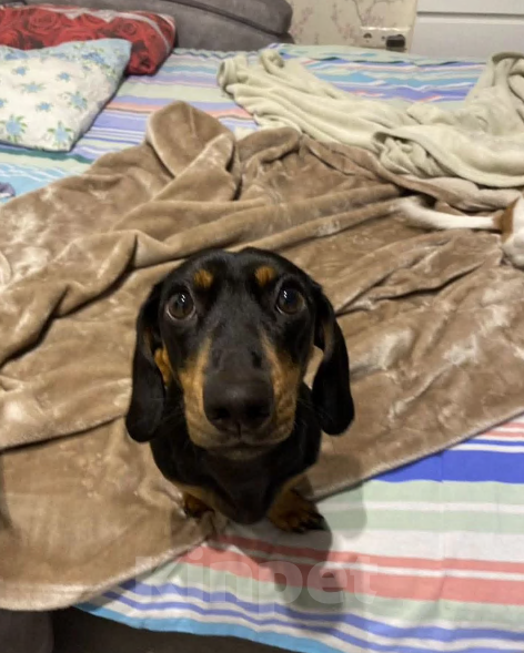 Собаки в Сургуте: такса в добрые руки Девочка, Бесплатно - фото 3