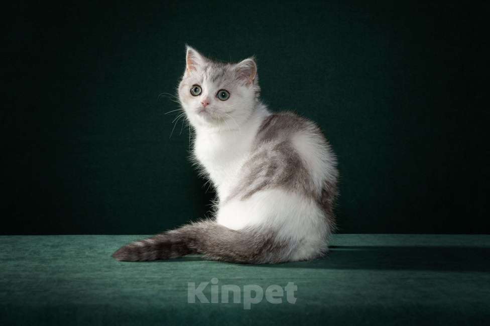 Кошки в Екатеринбурге: Шотландские котята от отца Чемпиона Мира Девочка, 50 000 руб. - фото 1