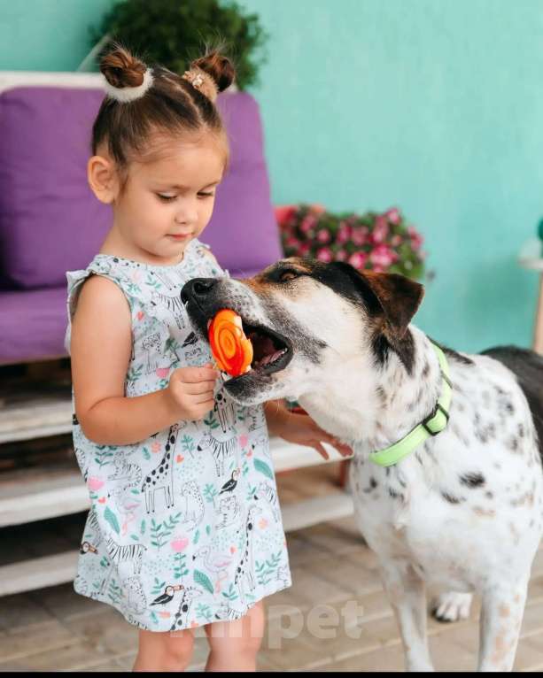 Собаки в Люберцах: Джулия ищет семью Девочка, Бесплатно - фото 7