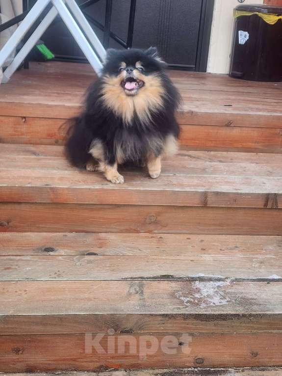 Собаки в Москве: Черно подпалая девочка померанского шпица племенной питомник Девочка, 10 000 руб. - фото 3
