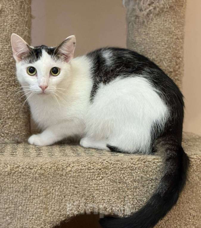 Кошки в Санкт-Петербурге: Лунтик из приюта в добрые руки Мальчик, Бесплатно - фото 2