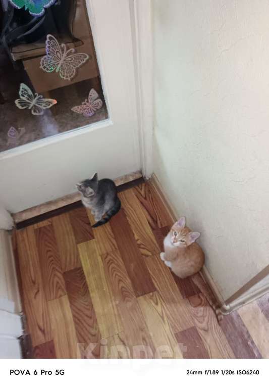 Кошки в других городах Московской области: Отдам в добрые руки двух котят, Мальчик, Бесплатно - фото 3