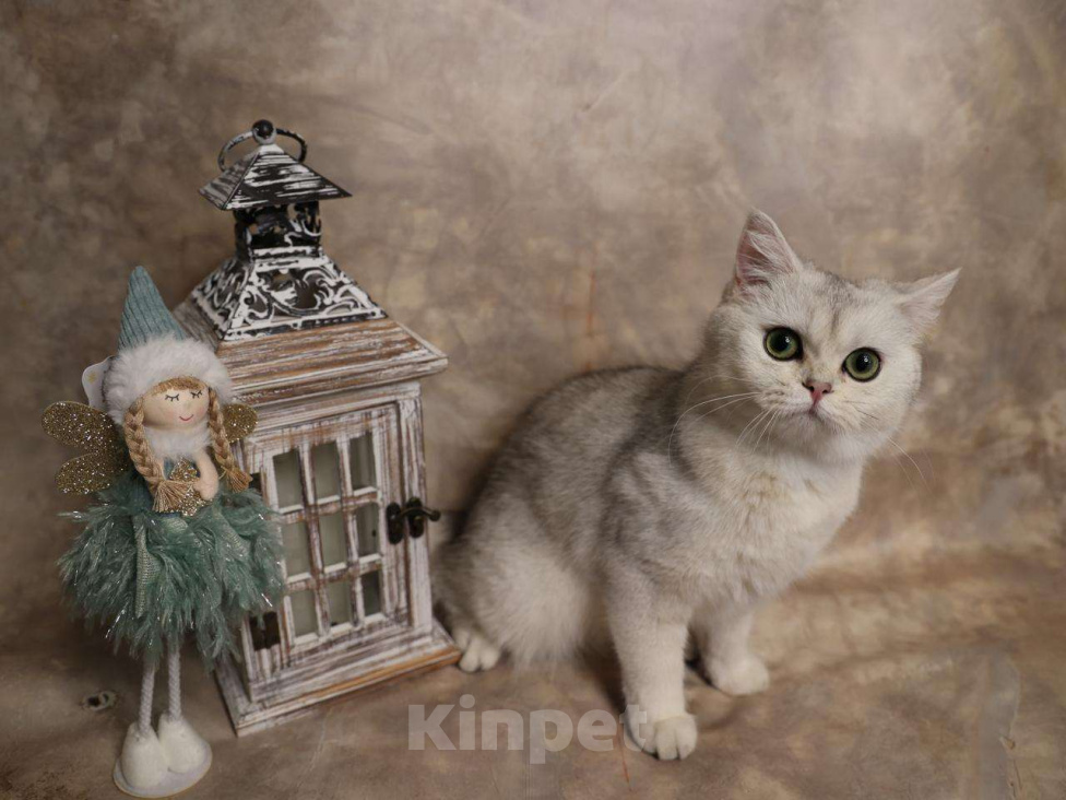 Кошки в Москве: Шотландский прямоухий короткошёрстный котёнок Девочка, 16 000 руб. - фото 1