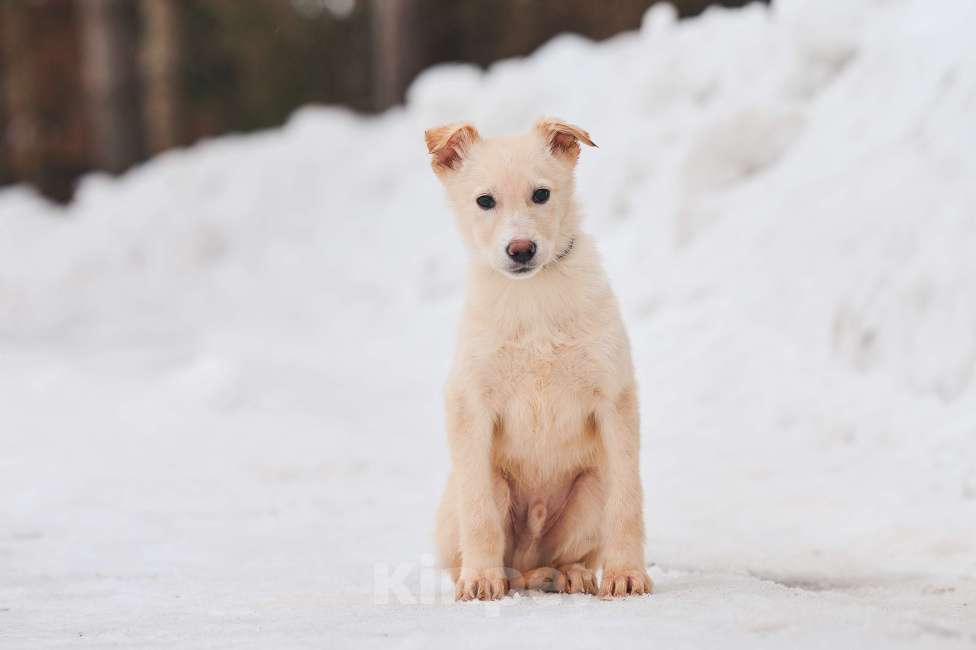 Собаки в Наро-Фоминске: Герцог якутенок команды ппбж Якутска Мальчик, Бесплатно - фото 6