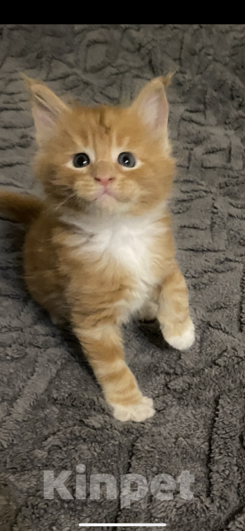 Кошки в Долгопрудном: Рыжий красавчик  Мальчик, 30 000 руб. - фото 3