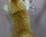 Кошки в Егорьевске: Котенок Курильского бобтейла Мальчик, 45 000 руб. - фото 3