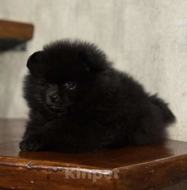 Собаки в Ульяновске: Мини мишки Девочка, 35 000 руб. - фото 1